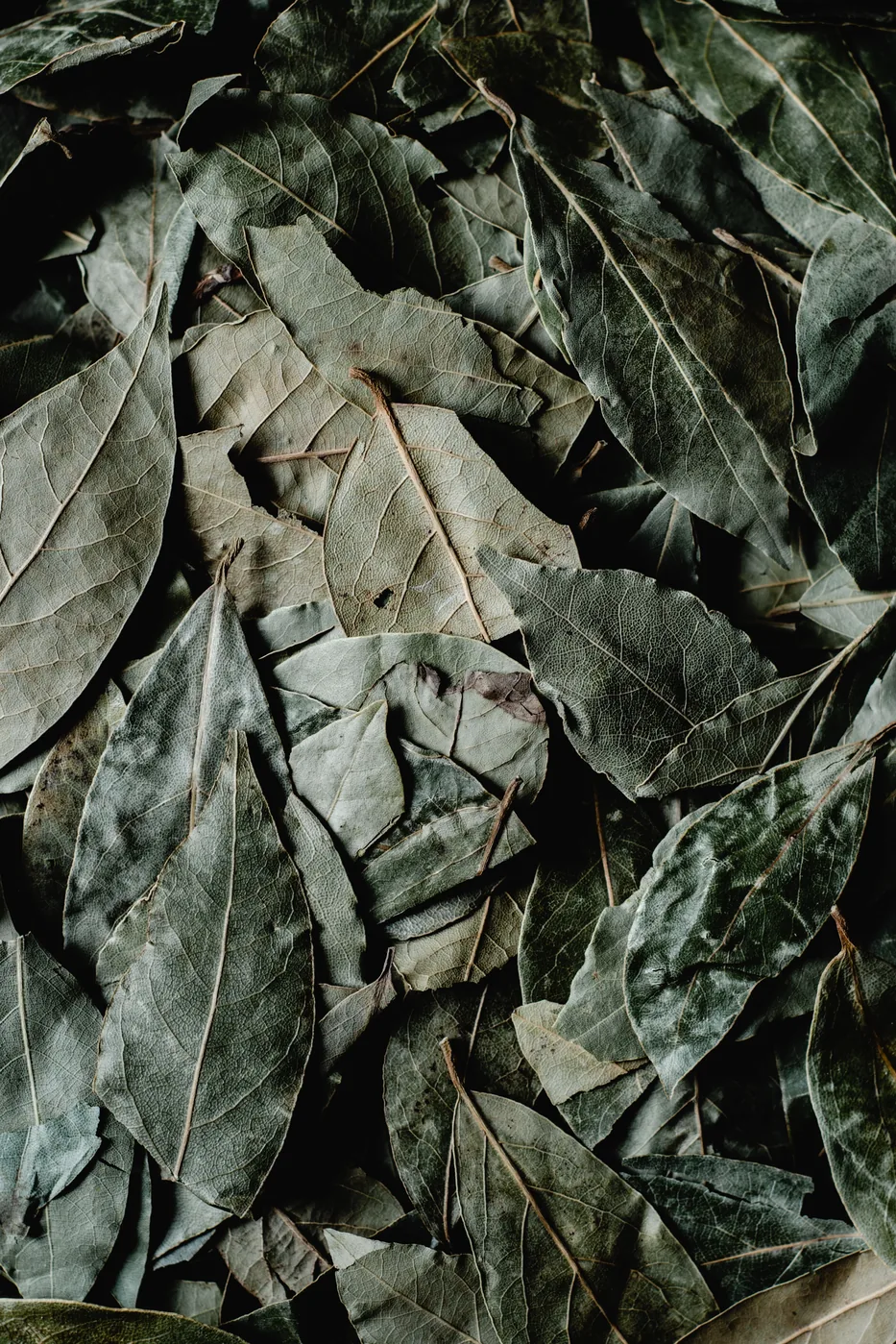 Bay Leaf